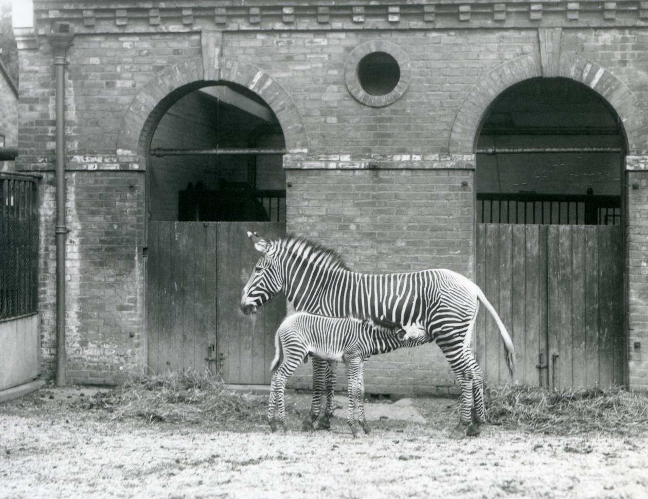 Uma Zebra em Perigo em Zebra Imperial em pé alimenta seu potro, em seu piquete no Zoológico de Londres em 1927 de Frederick William Bond
