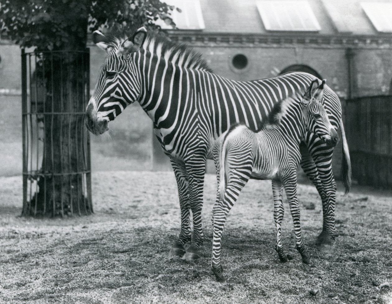 Uma zebra imperial de Grevys em perigo, em pé com seu potro de 4 dias de idade, em seu paddock no zoológico de Londres em agosto de 1927 de Frederick William Bond