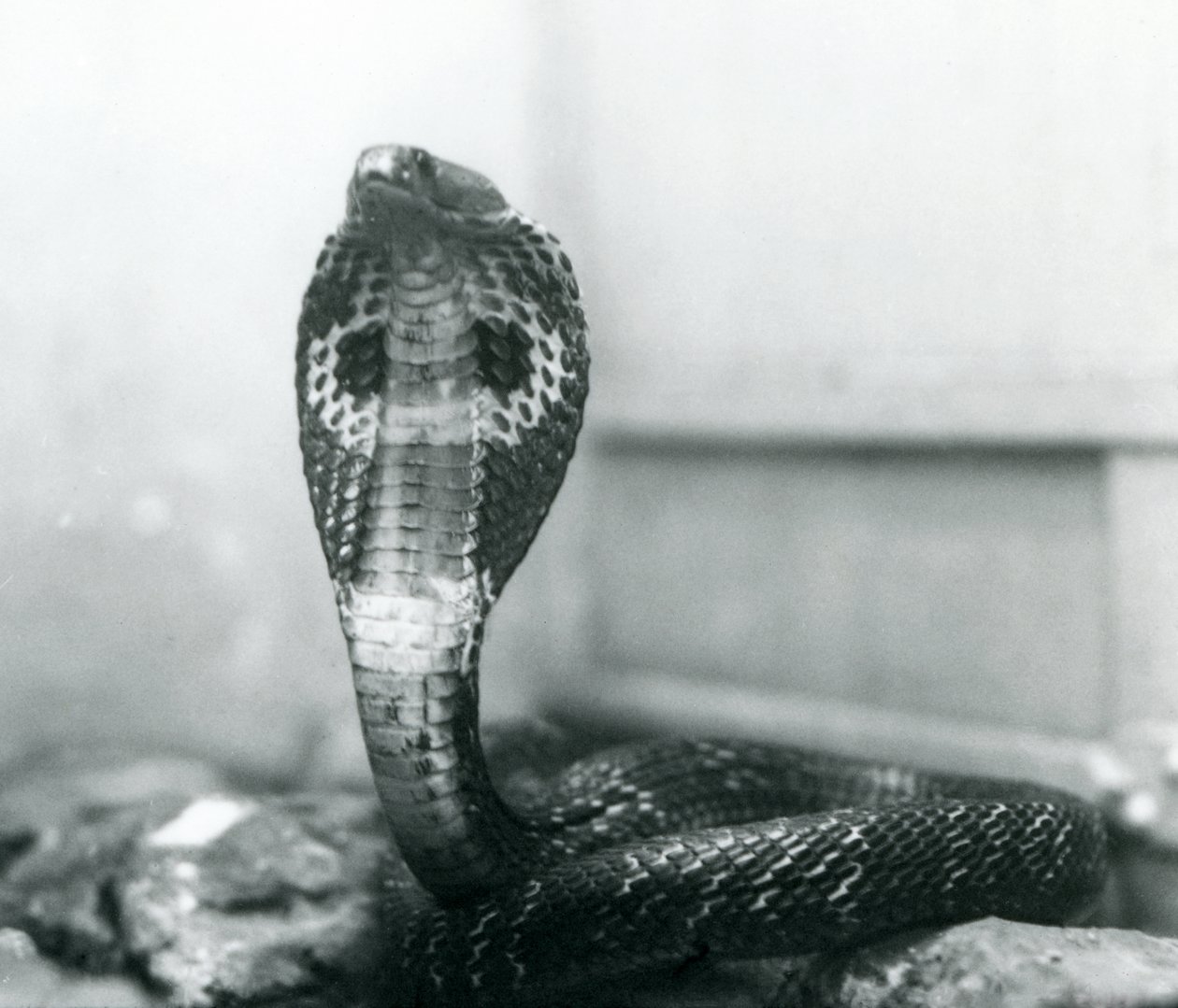 Um indiano Cobra-asiática com cobra e capuz queimado, Zoológico de Londres, outubro de 1925 de Frederick William Bond