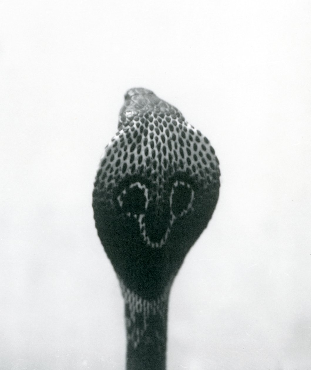 Um indiano Cobra-asiática com cobra e capuz queimado, Zoológico de Londres, outubro de 1925 de Frederick William Bond