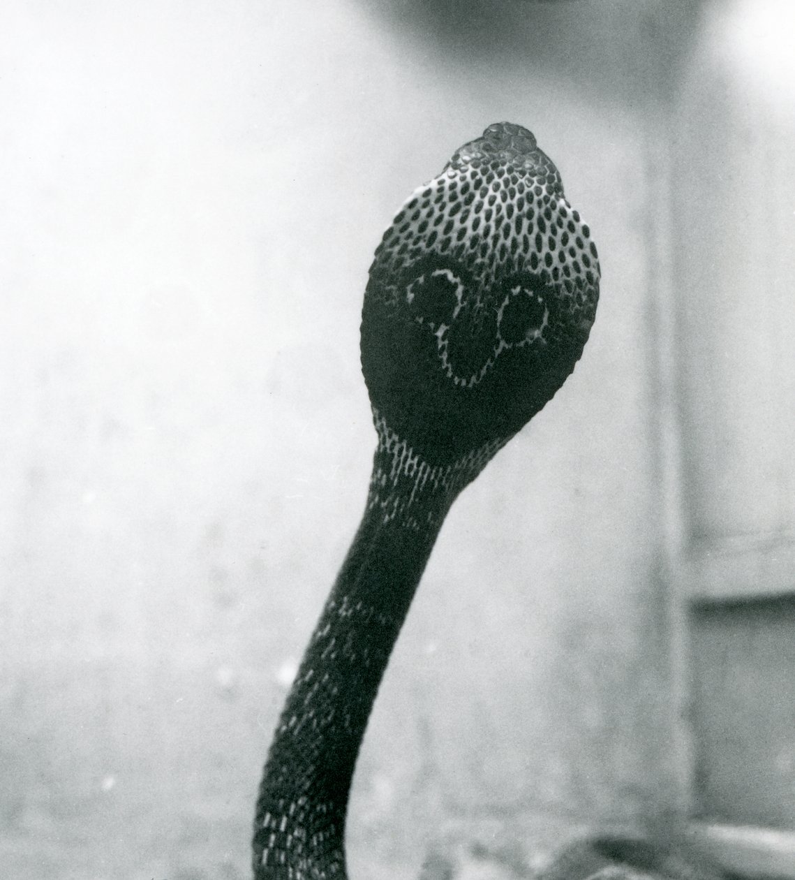 Um indiano Cobra-asiática com cobra e capuz queimado, Zoológico de Londres, outubro de 1925 de Frederick William Bond