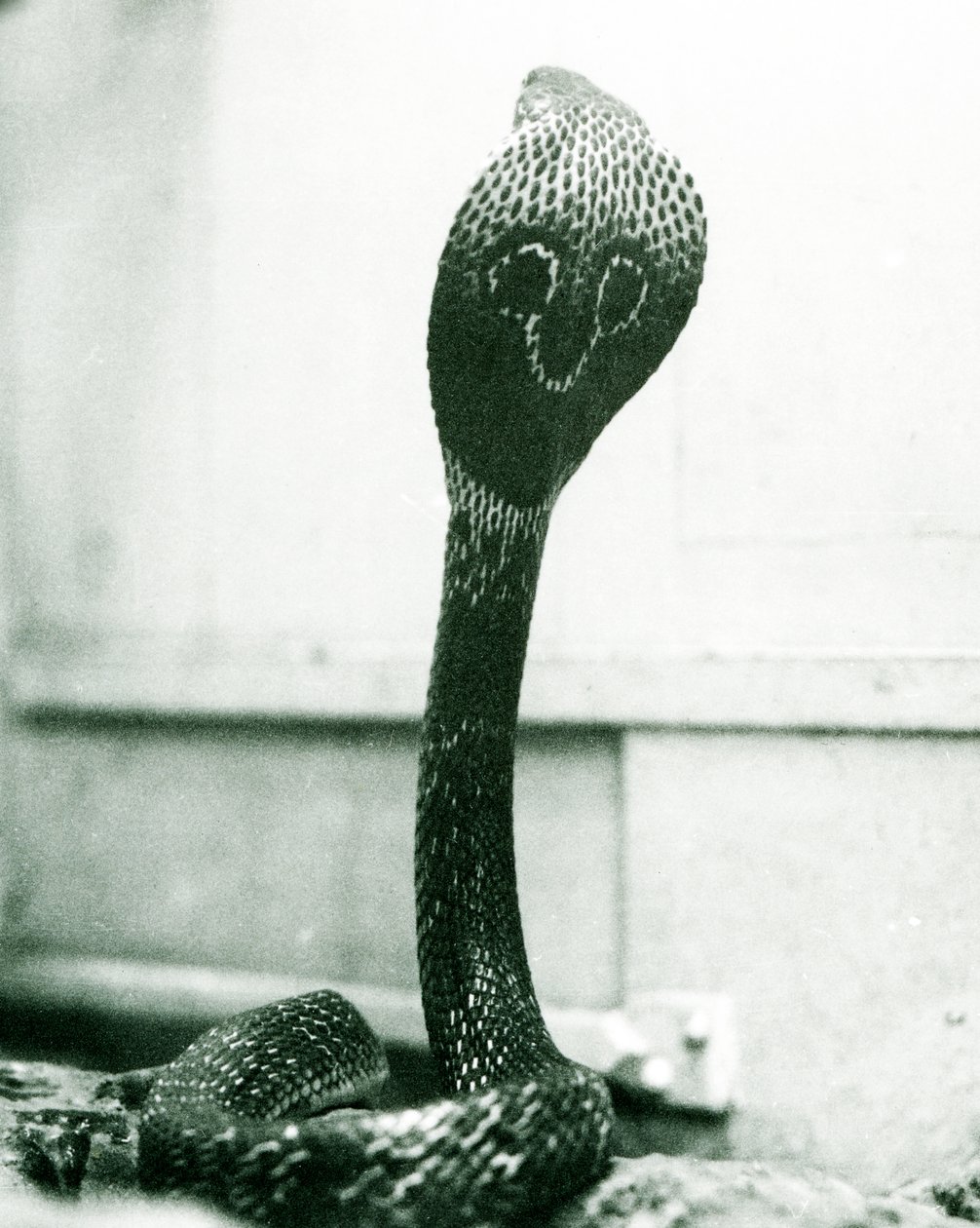 Um indiano Cobra-asiática com cobra e capuz queimado, Zoológico de Londres, outubro de 1925 de Frederick William Bond