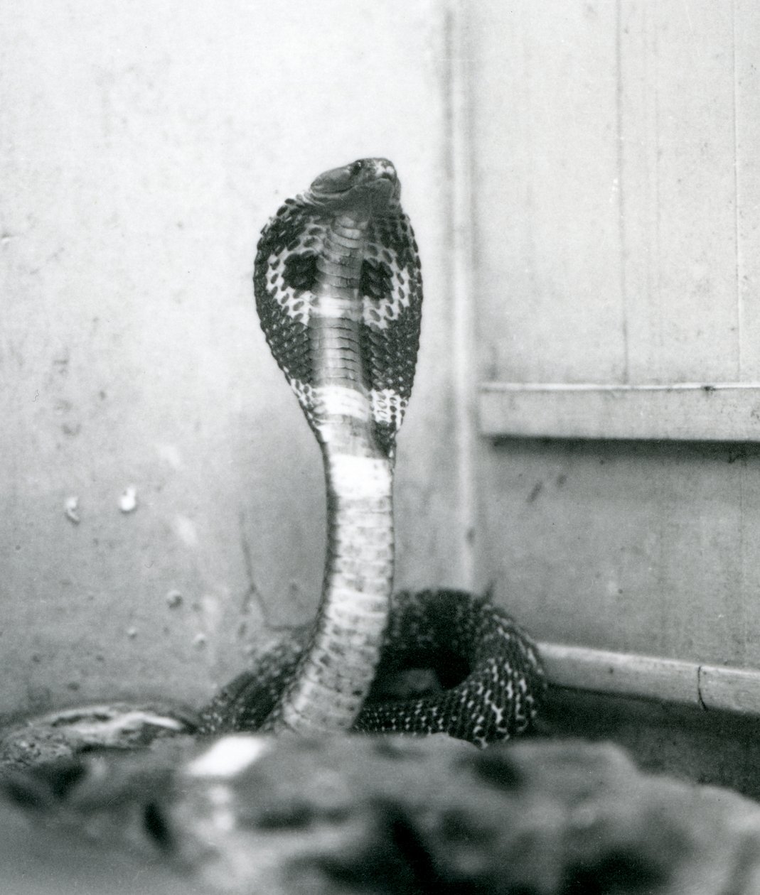 Um indiano Cobra-asiática com cobra e capuz queimado, Zoológico de Londres, outubro de 1925 de Frederick William Bond