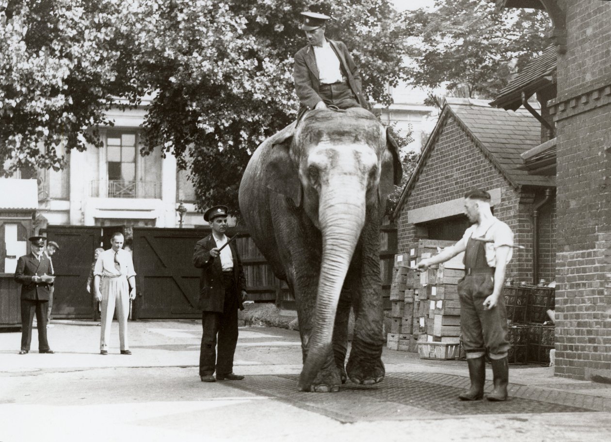 Um elefante indiano sendo pesado pelos guardiões do zoológico de Londres, em agosto de 1935 de Frederick William Bond