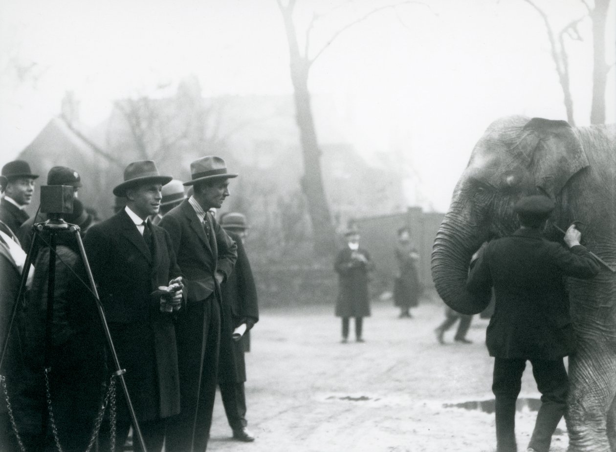 Um elefante indiano, possivelmente Sundermalah, participando de uma transmissão externa do zoológico de Londres, 1925 de Frederick William Bond