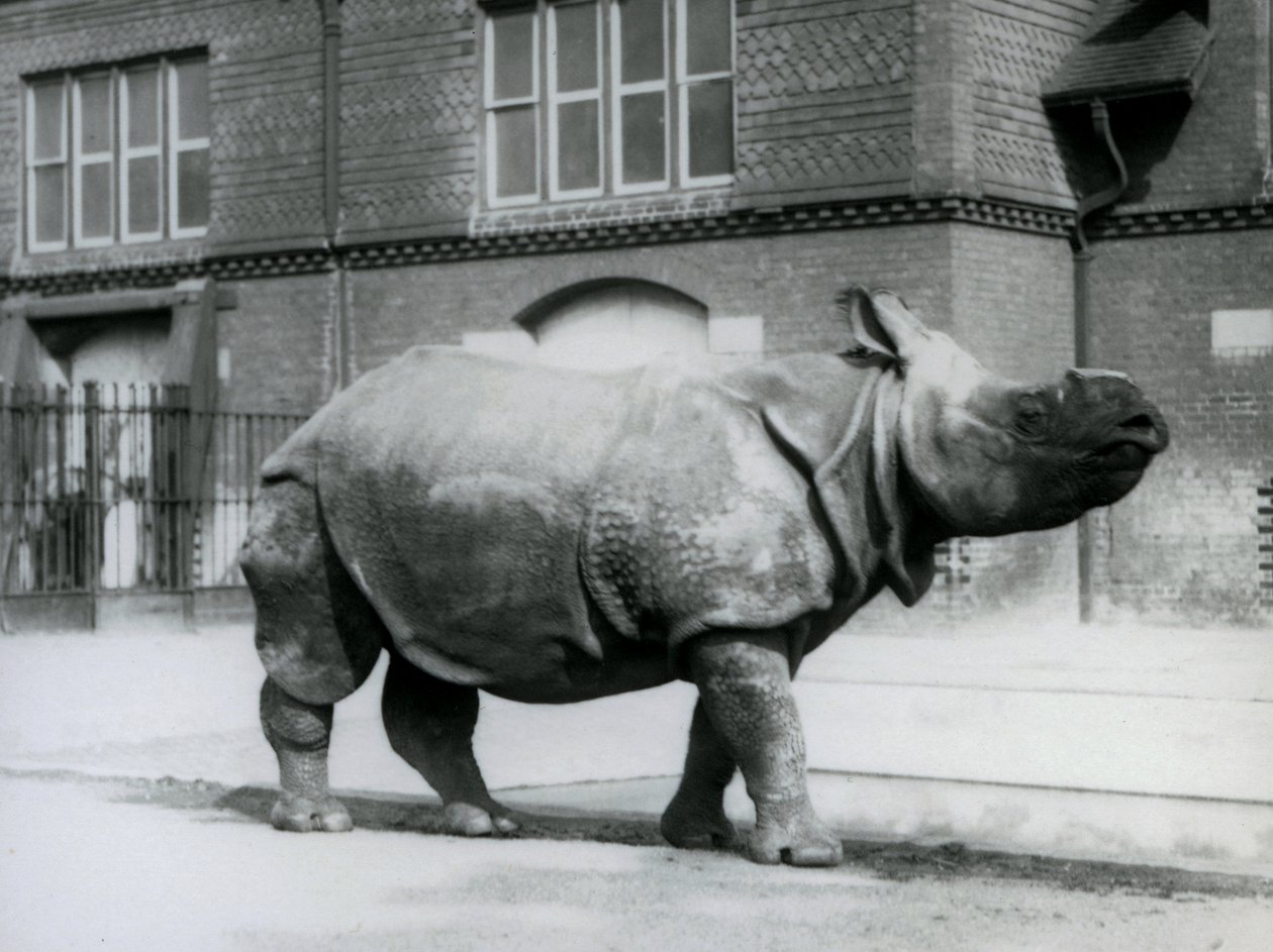 Um rinoceronte indiano no zoológico de Londres, 1927 de Frederick William Bond