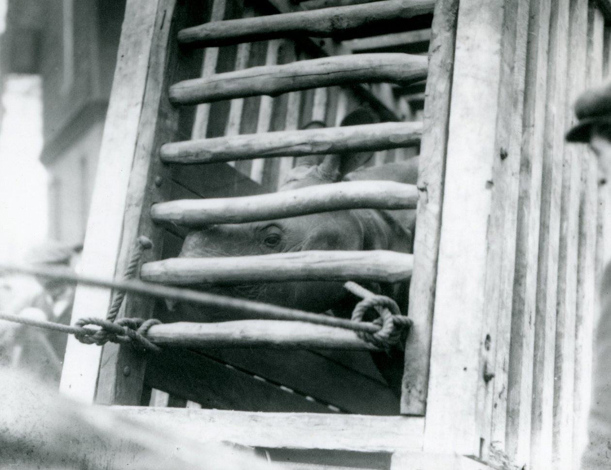 Um Rinoceronte indiano que saiu de sua caixa de transporte de madeira na chegada ao Zoológico de Londres em 1924 (foto a p/b) de Frederick William Bond