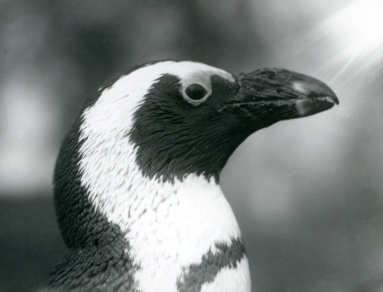Um adulto Black-footedJackassPinguim africano no zoológico de Londres, setembro de 1925 de Frederick William Bond