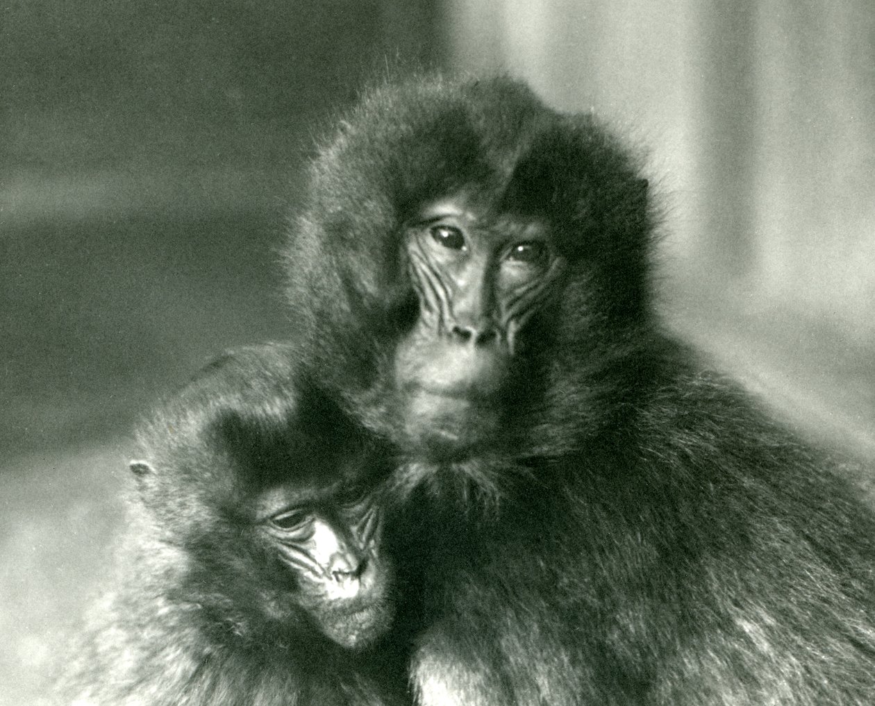 Um macaco de coração adulto e jovem GeladaBleeding no zoológico de Londres em janeiro de 1925 de Frederick William Bond