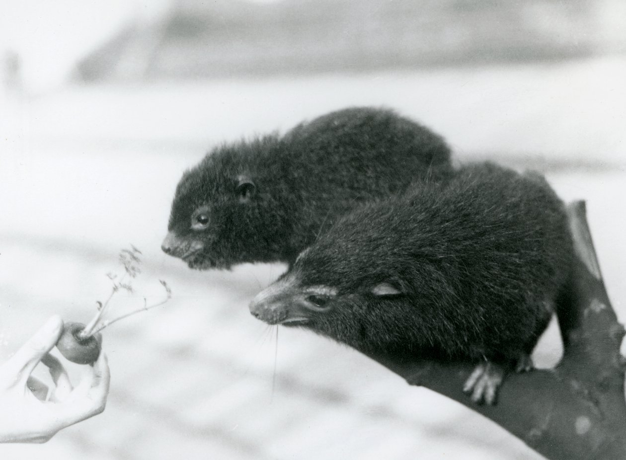 Um adulto e jovem Western Tree Hyrax está sentado em um galho e inclinando-se para um top de cenoura que está sendo mantido para eles comerem, London Zoo de Frederick William Bond