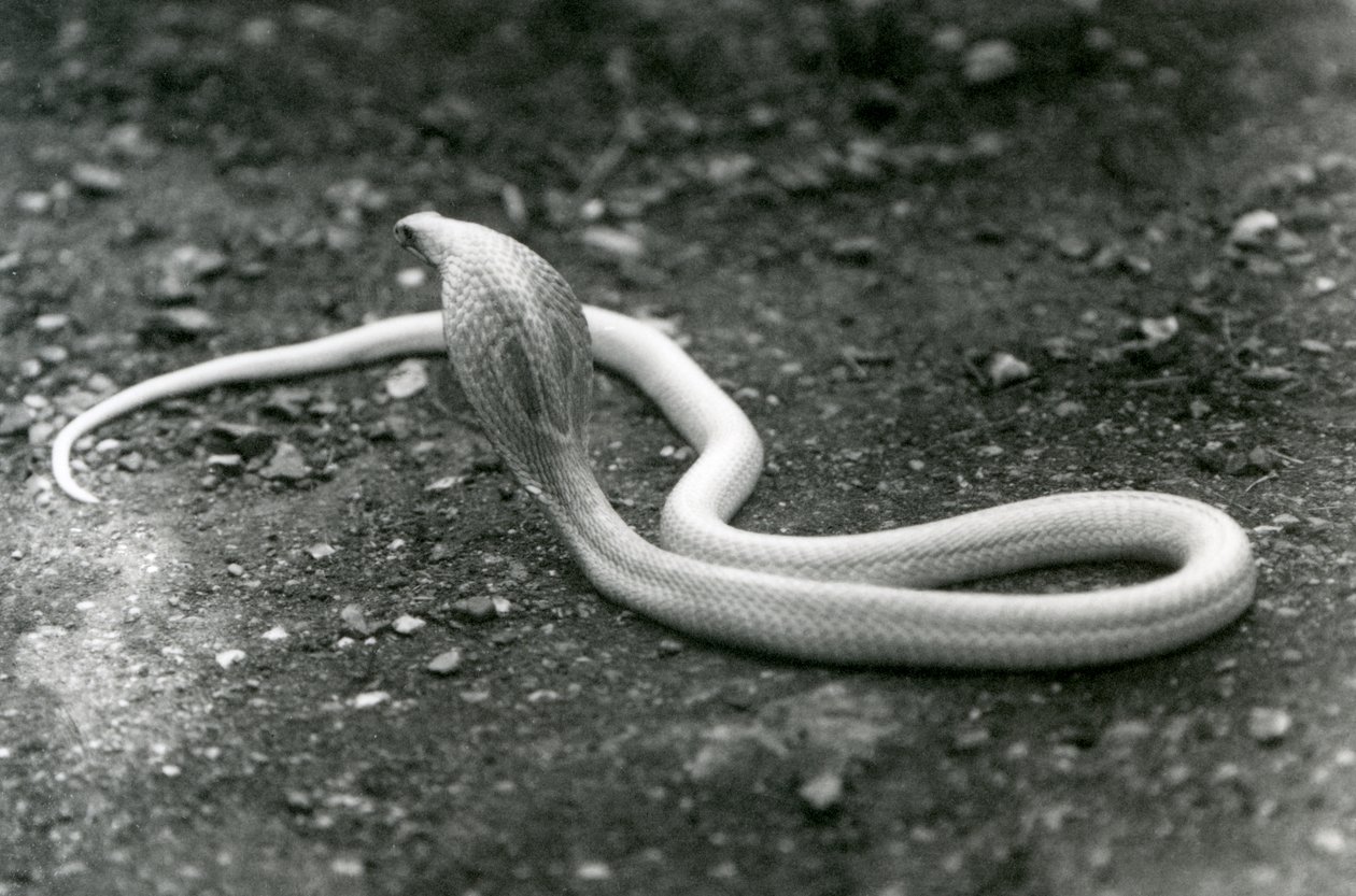 Uma cobra albina IndianSpectacledAsianBinocellate com sua cabeça levantada e capuz espalhar, zoológico de Londres, setembro de 1924 de Frederick William Bond