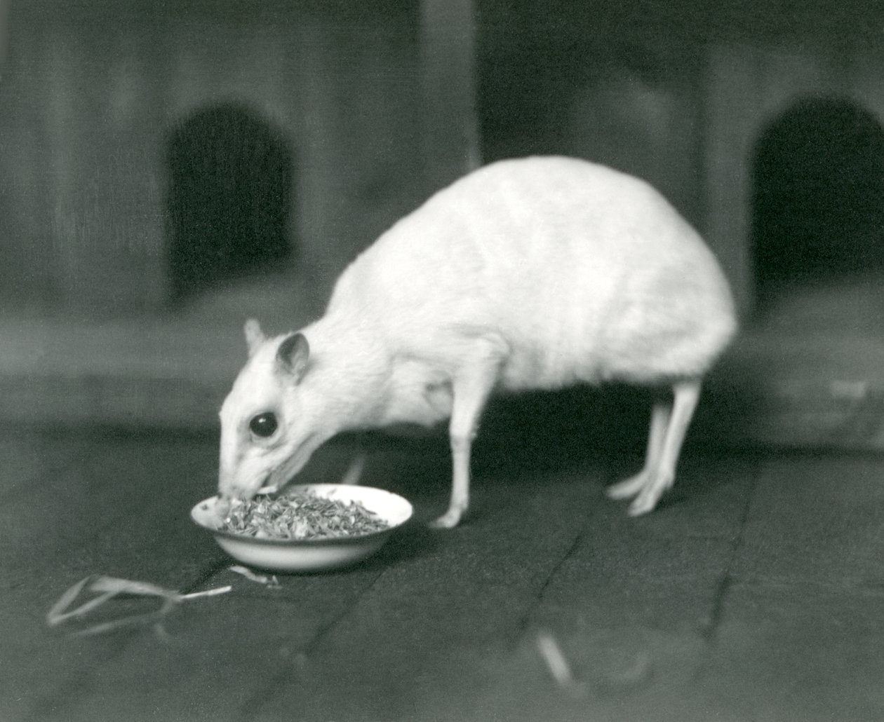 Um albino Javan ChevrotainJava-veado-rato comendo em uma tigela no zoológico de Londres in1926 de Frederick William Bond