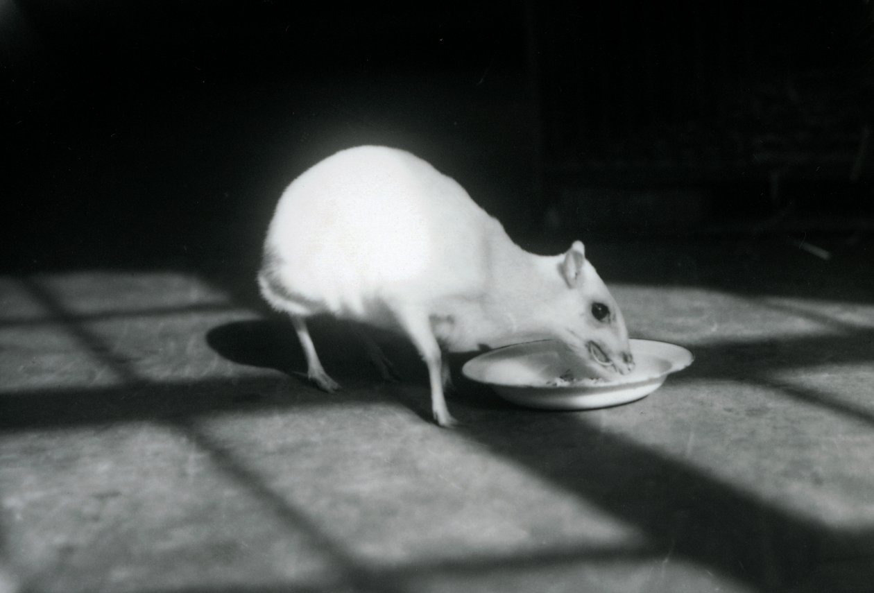 Um chevrotain albino comendo de um prato, zoológico de Londres, dezembro de 1926 de Frederick William Bond
