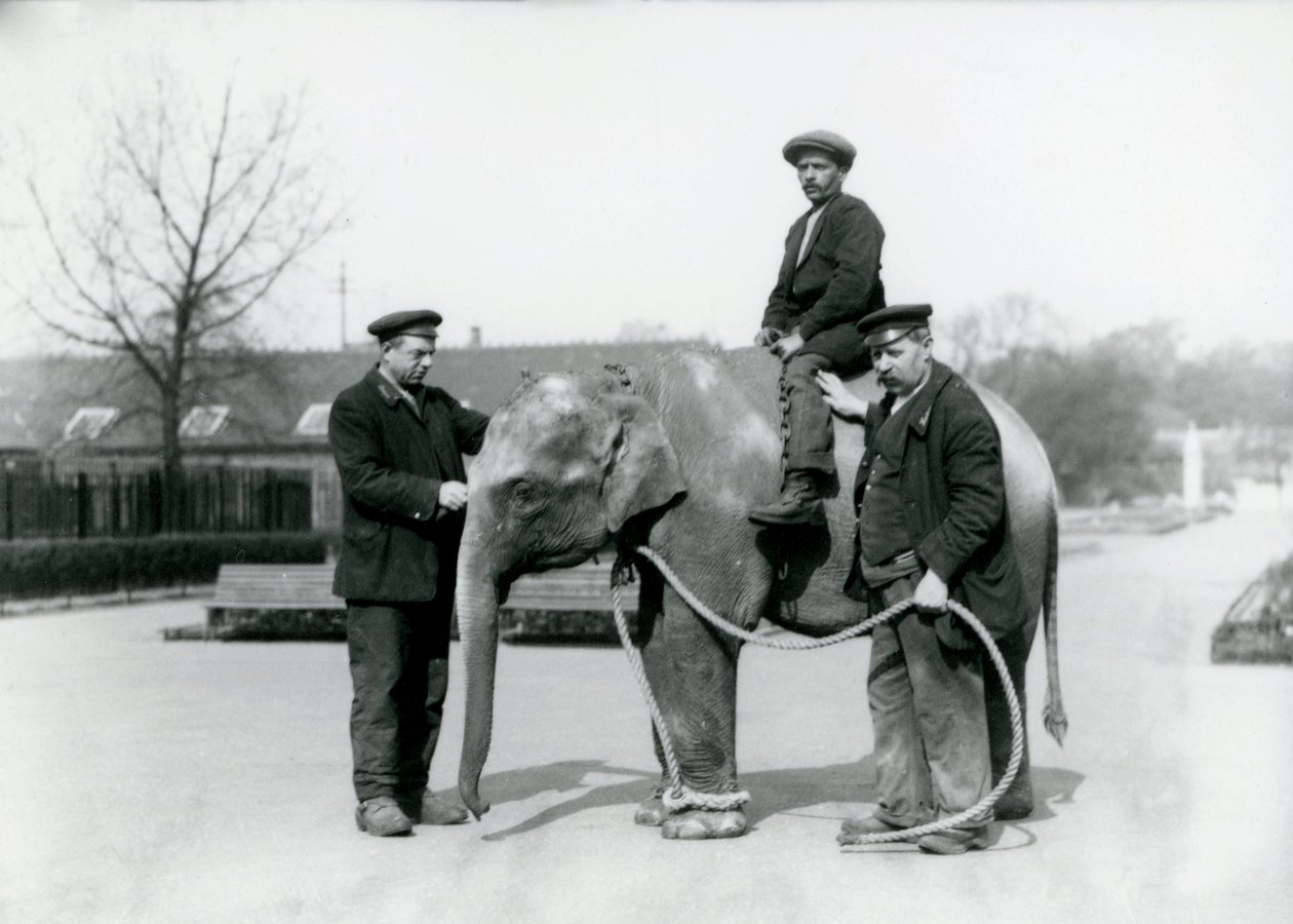 Um bebê elefante indiano com guardiões A. Igreja e H. Robertson no zoológico de Londres, em junho de 1922 de Frederick William Bond