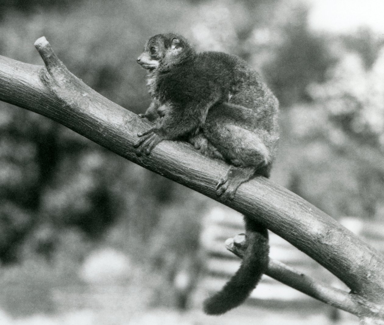 Lêmure de rato gigante do Coquerel/Coquerel, em perigo de extinção, lêmure de rato anão/lêmure de rato gigante do sul, descansando numa sucursal no Jardim Zoológico de Londres, Outubro de 1929 (foto a p/b) de Frederick William Bond