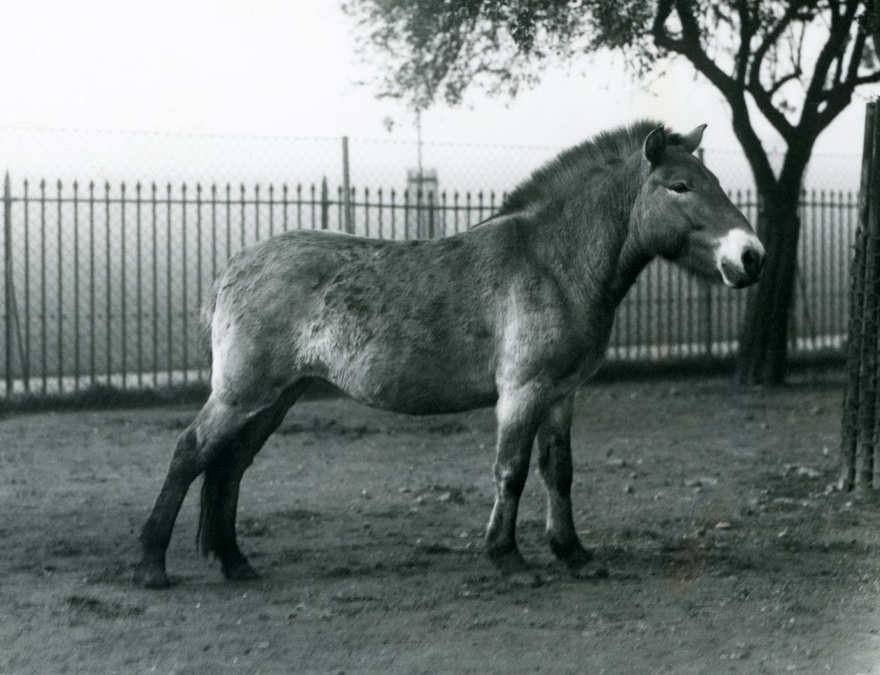 Um Przewalskis Wild Horse ameaçado de extinção que está em seu paddock no jardim zoológico de Londres, outubro de 1927 de Frederick William Bond