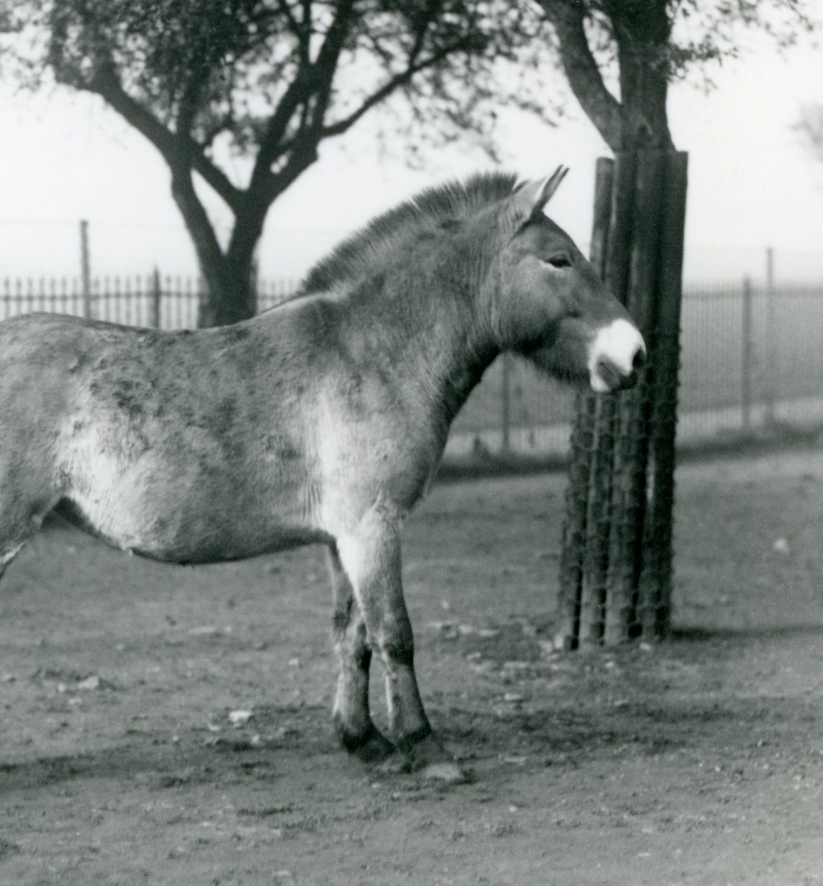 Um Przewalskis Wild Horse ameaçado de extinção que está em seu paddock no jardim zoológico de Londres, outubro de 1927 de Frederick William Bond