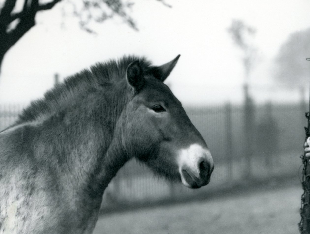 Um Przewalskis Wild Horse ameaçado de extinção que está em seu paddock no jardim zoológico de Londres, outubro de 1927 de Frederick William Bond