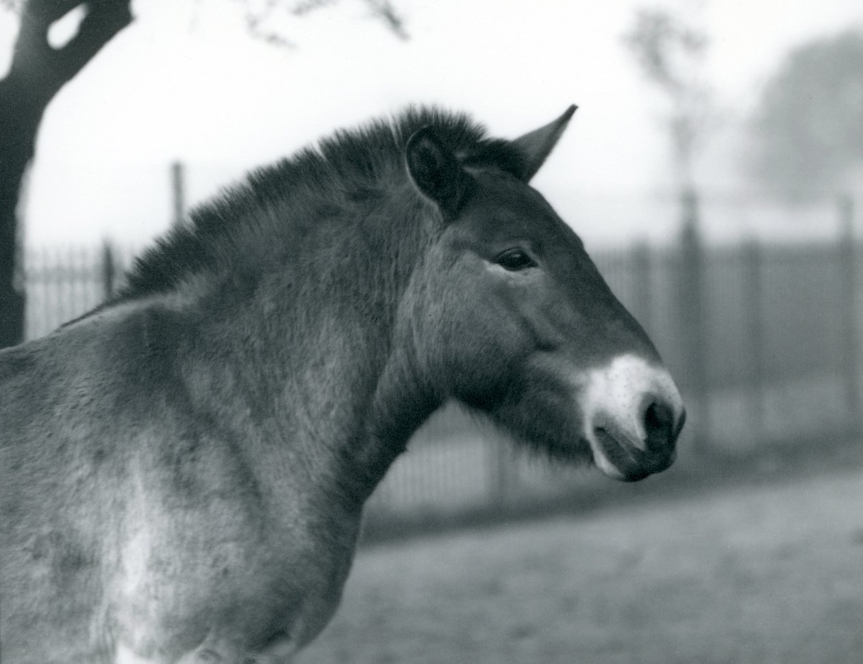 Um Przewalskis Wild Horse ameaçado de extinção que está em seu paddock no jardim zoológico de Londres, outubro de 1927 de Frederick William Bond