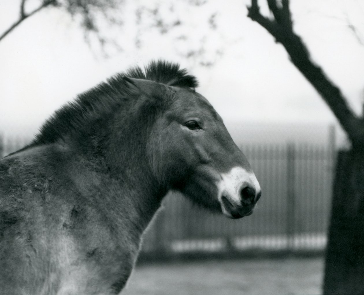 Um pé de cavalo selvagem Przewalskis em extinção em seu paddock no zoológico de Londres, de outubro de 1927 de Frederick William Bond
