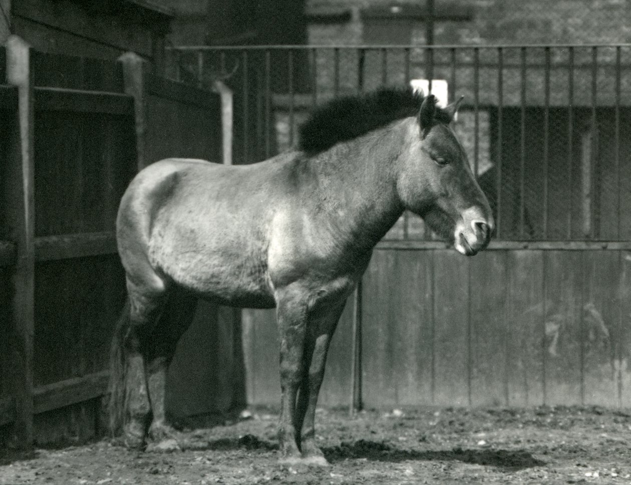 Um cavalo selvagem de Przewalskis em perigo em pé em seu paddock no zoológico de Londres em 1927 de Frederick William Bond