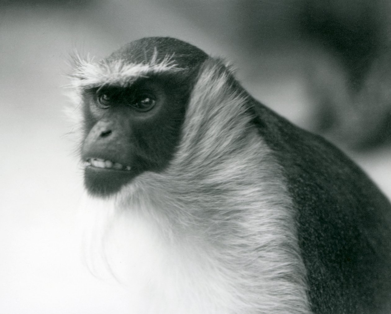 Macaco Roloway em perigo no Zoológico de Londres, 1927 de Frederick William Bond