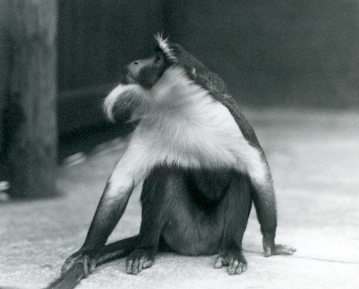 Um Macaco Roloway em perigo sentado no chão, olhando para cima, enquanto segura a cauda, London Zoo, 1927 de Frederick William Bond