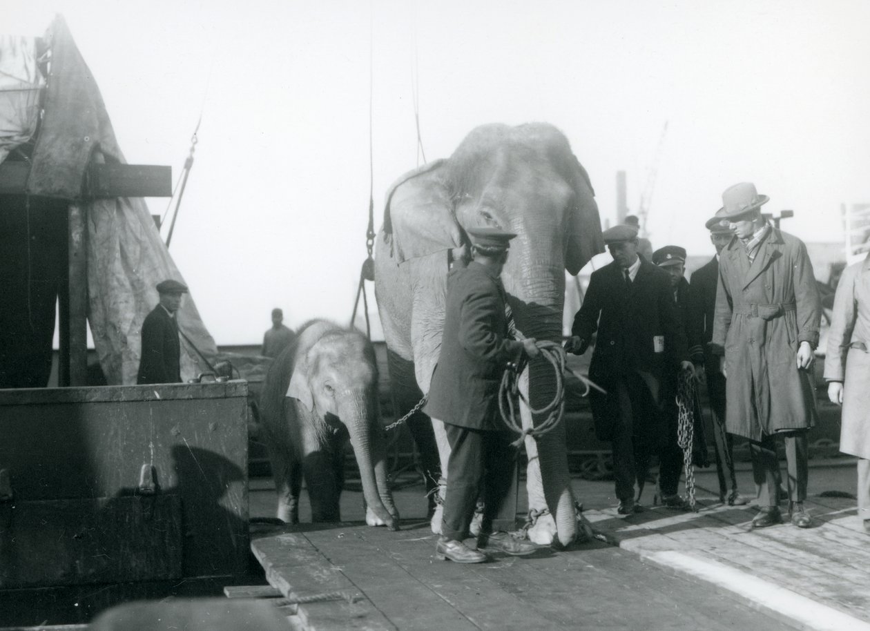 Elefantes asiáticos desembarcando de um barco na rota para o zoológico de Londres em 1927 de Frederick William Bond