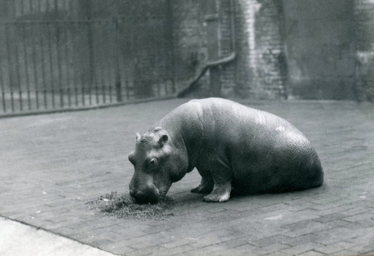 Bebê hipopótamo &39;Joan&39; comendo no zoológico de Londres, setembro de 1920 de Frederick William Bond