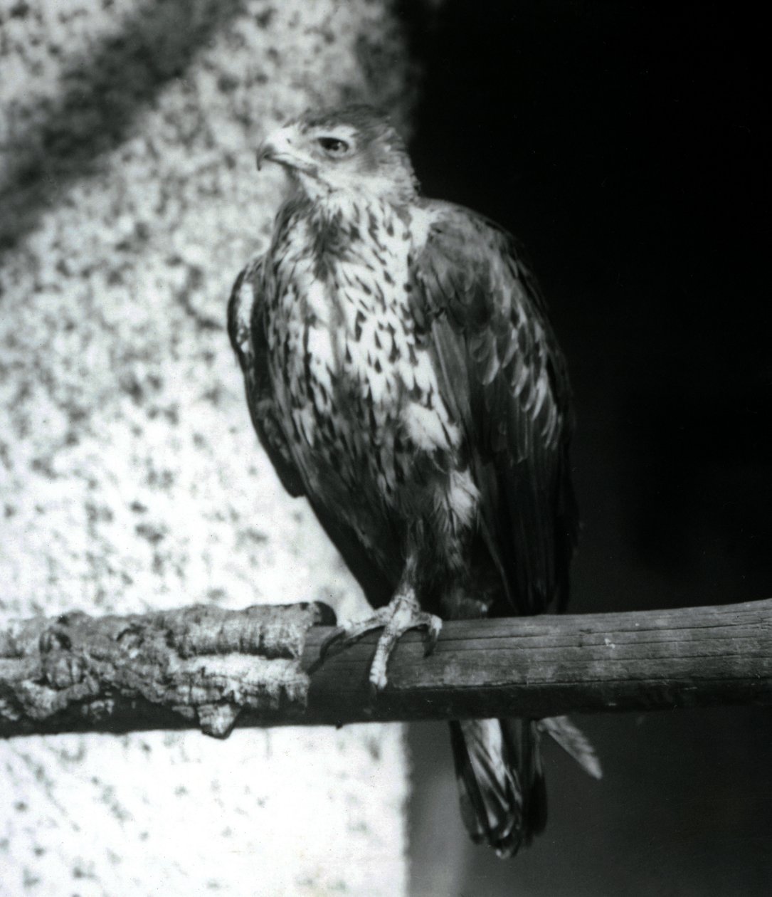Bonellis Eagle descansando em um galho no zoológico de Londres, em setembro de 1925 de Frederick William Bond