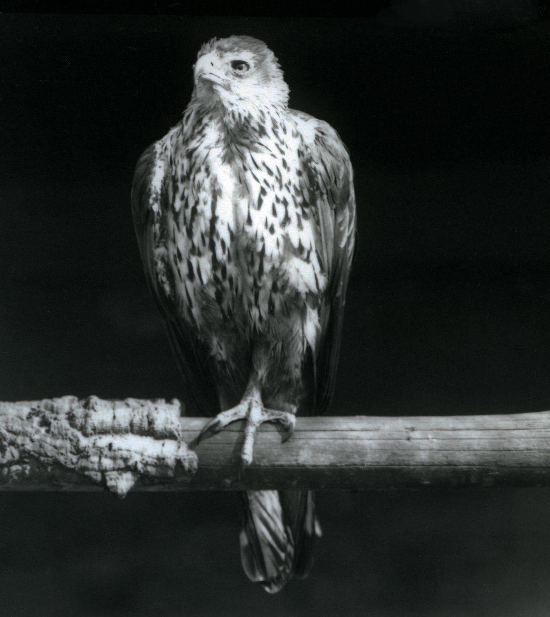 Bonellis Eagle descansando em um galho no zoológico de Londres, em setembro de 1925 de Frederick William Bond