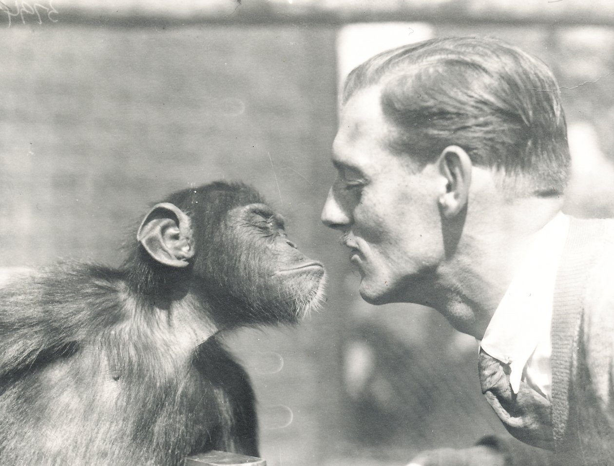 Booboo, o chimpanzé, e John Shelly, no ZSL London Zoo, em setembro de 1927 de Frederick William Bond