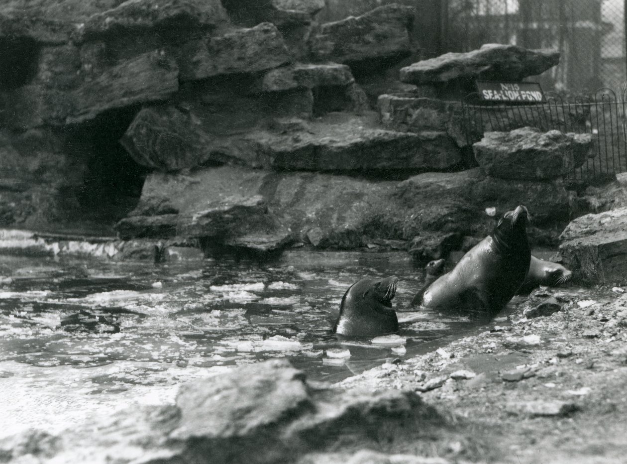 Leões do Mar da Califórnia com gelo na piscina, Jardim Zoológico de Londres de Frederick William Bond