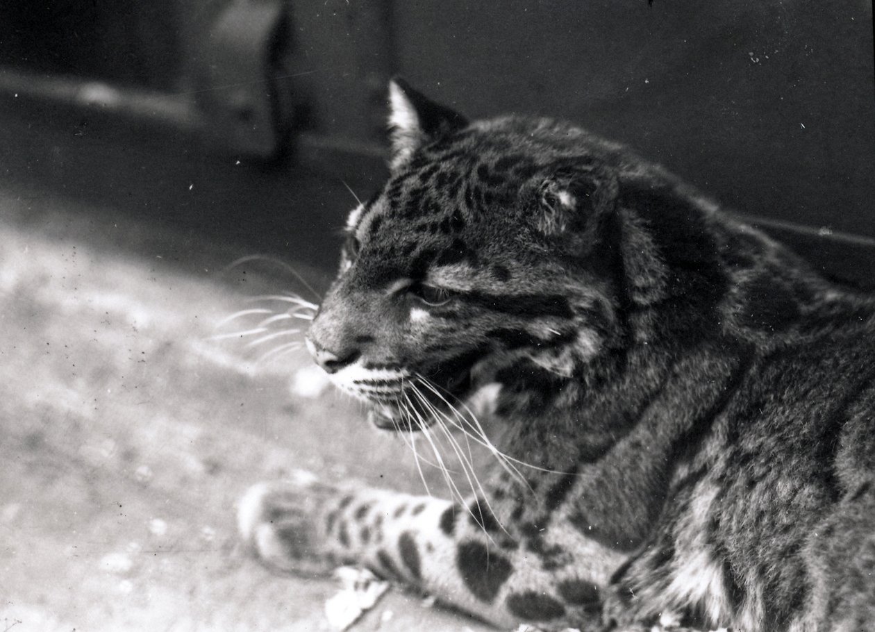 Leopardo nublado, 1922 de Frederick William Bond