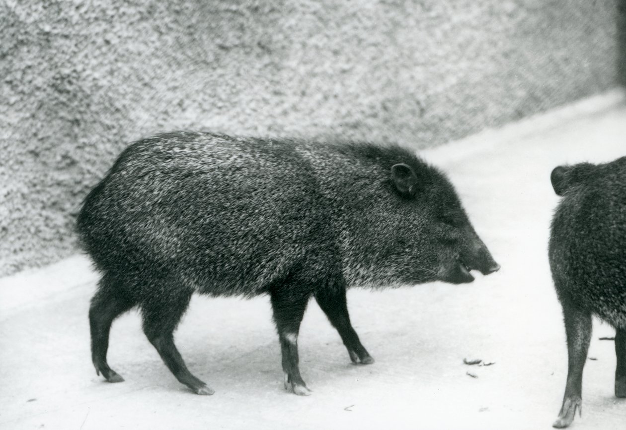 Peccaries Colares no Zoológico de Londres, 1927 de Frederick William Bond