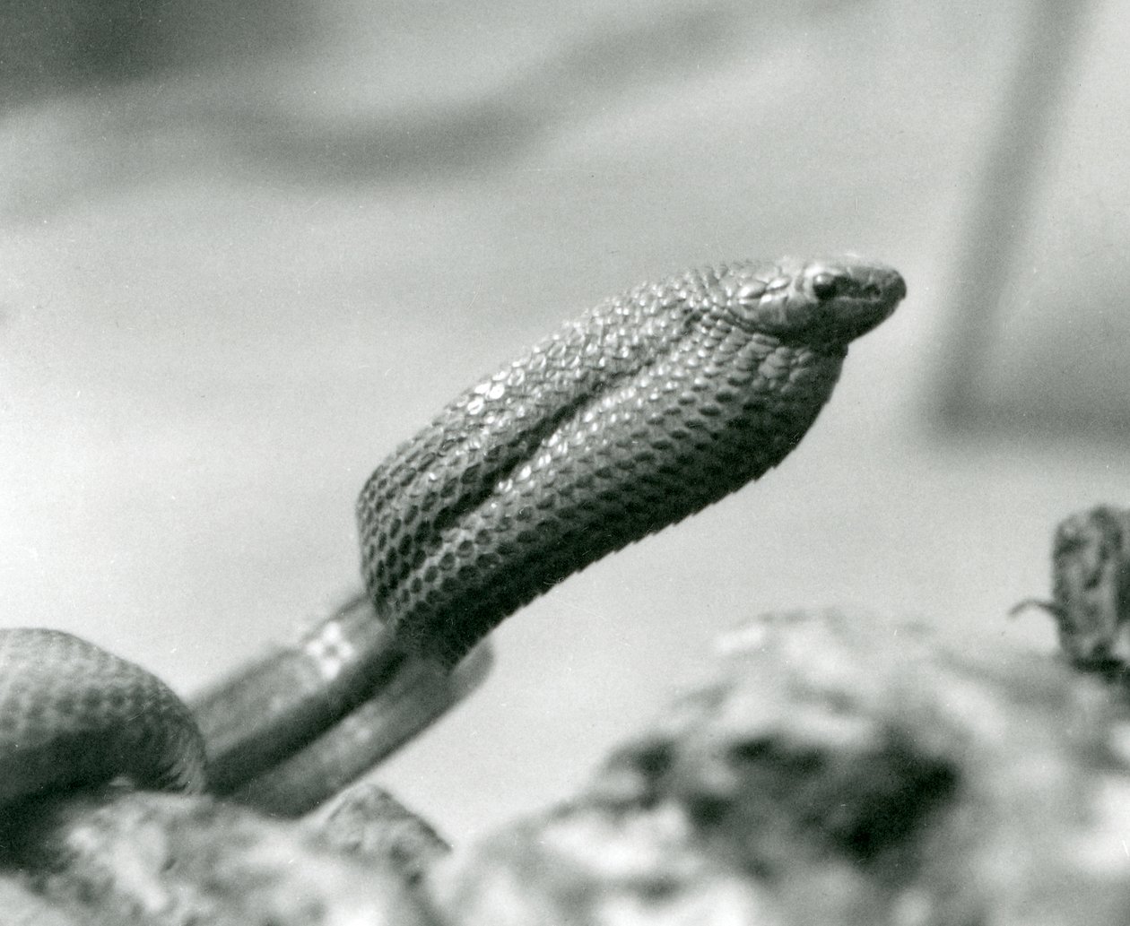 Cobra comedora de ovos no Jardim Zoológico de Londres em 1930 (foto a p/b) de Frederick William Bond
