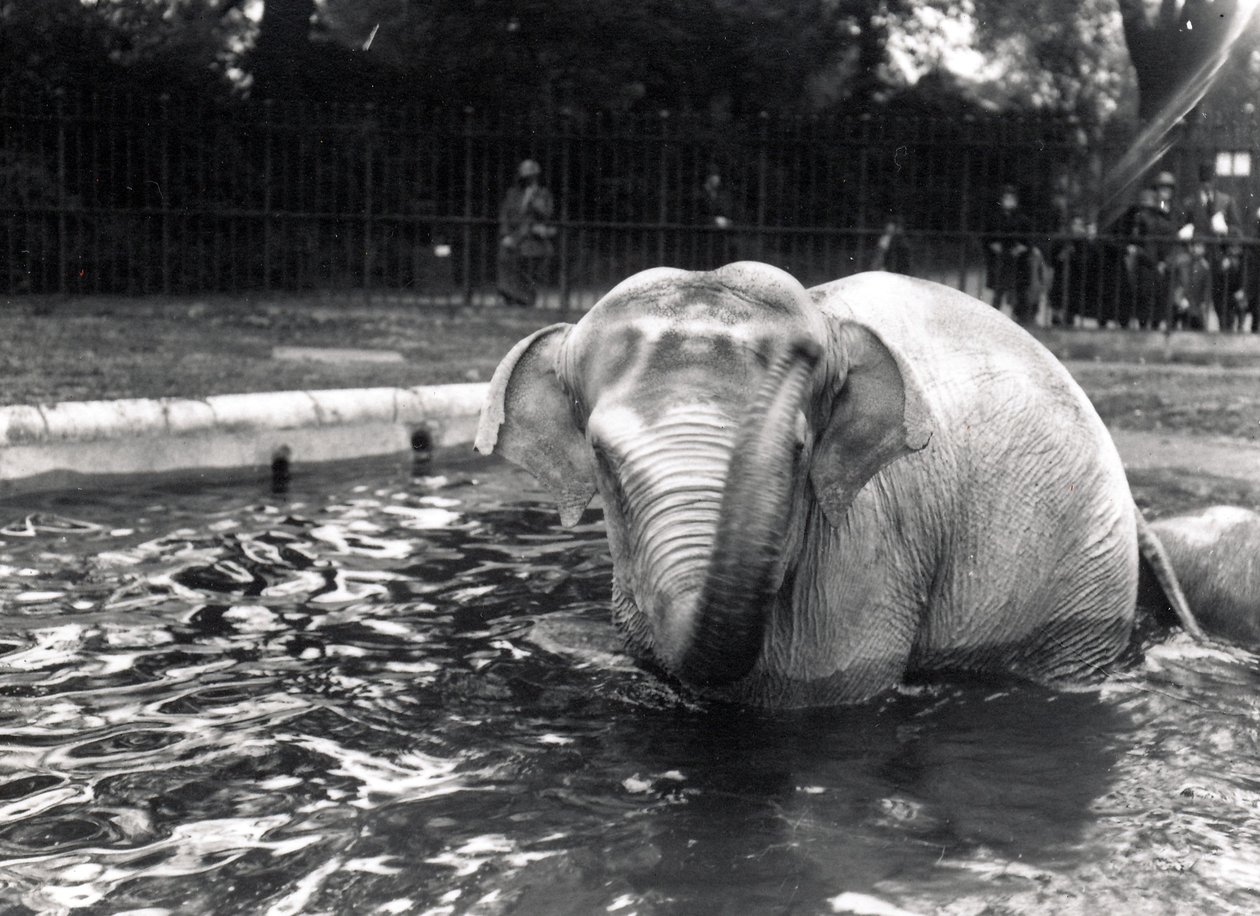 Banho de elefante de Frederick William Bond