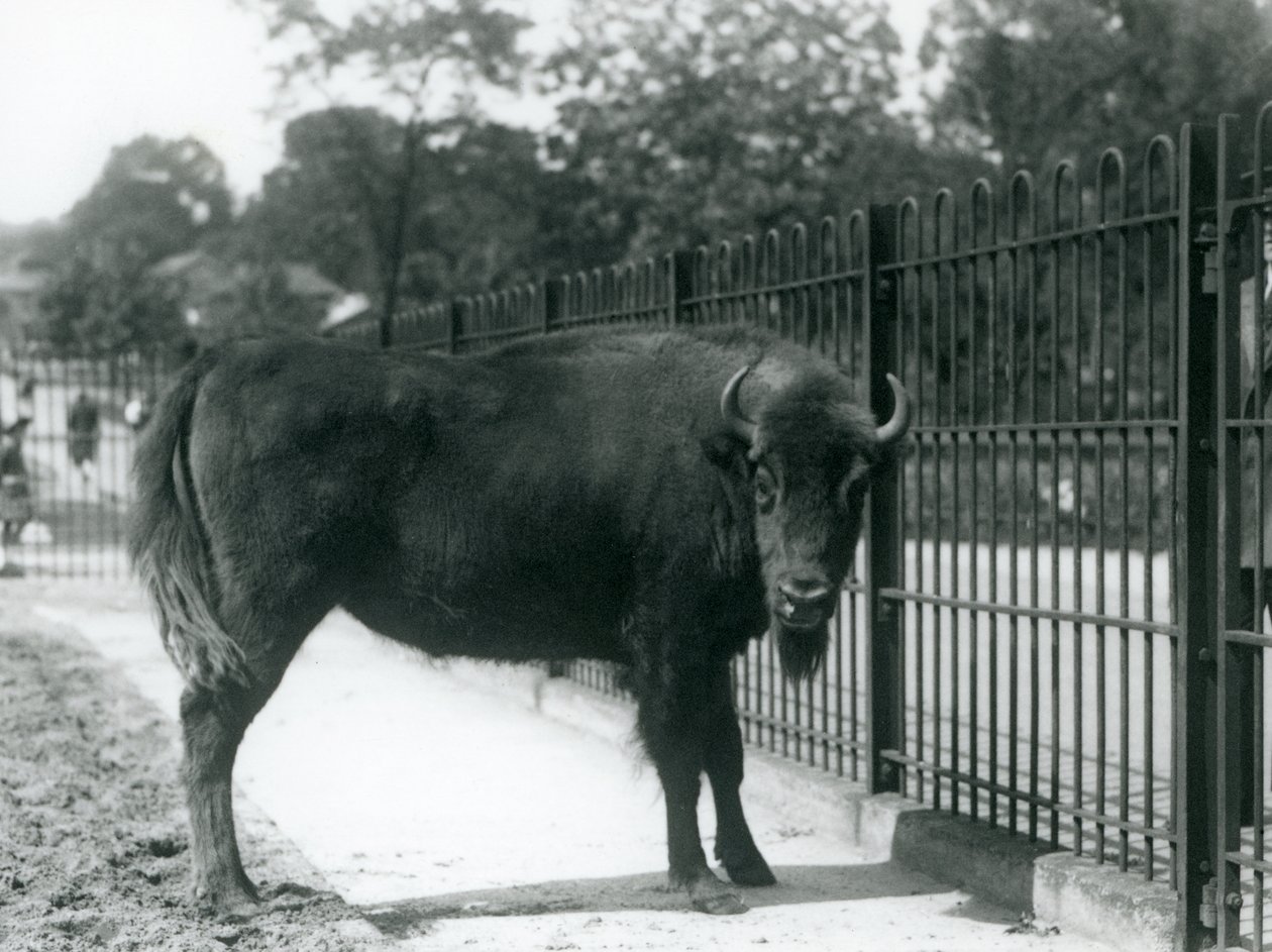 Bisonte Europeu Georgina nos bares de seu paddock, London Zoo, 12 de agosto de 1926 de Frederick William Bond