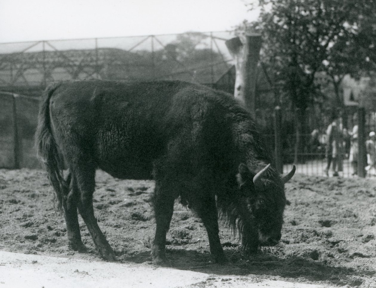 Bison European Julia comendo a grama em seu paddock, London Zoo, 12 de agosto de 1926 de Frederick William Bond