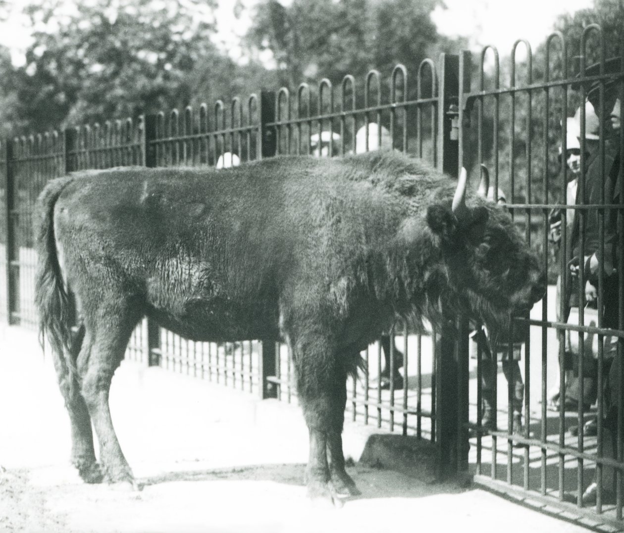 Bisonte Europeu 