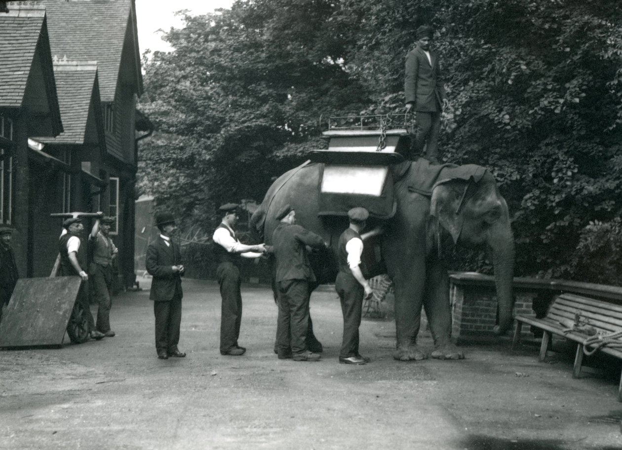 Elefante asiático feminino &39;Indiarani&39; sendo equipado com uma sela, por keepers, no lado norte da casa do elefante. Zoológico de Londres, agosto de 1920 de Frederick William Bond