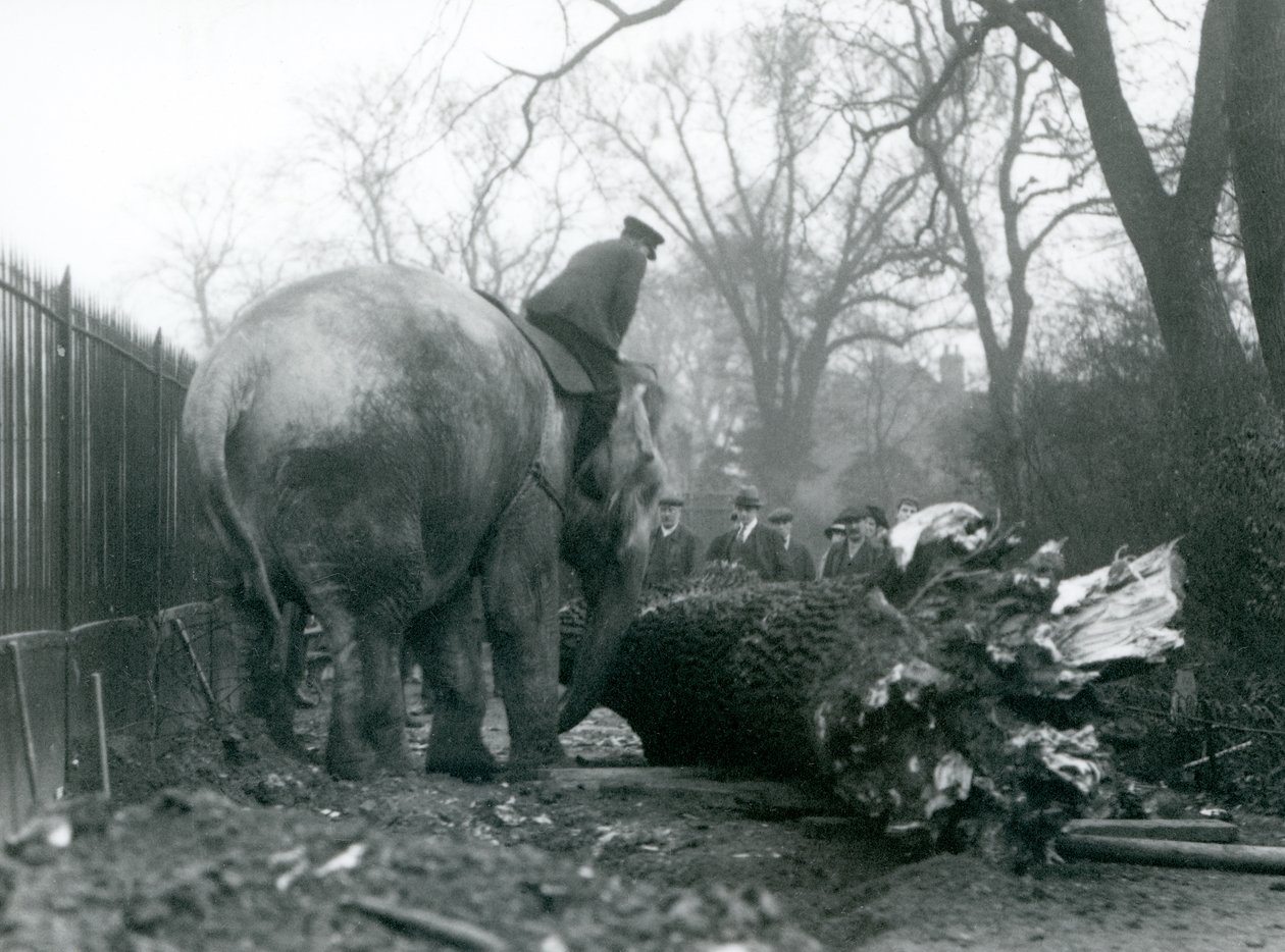 Elefante asiático fêmea, 