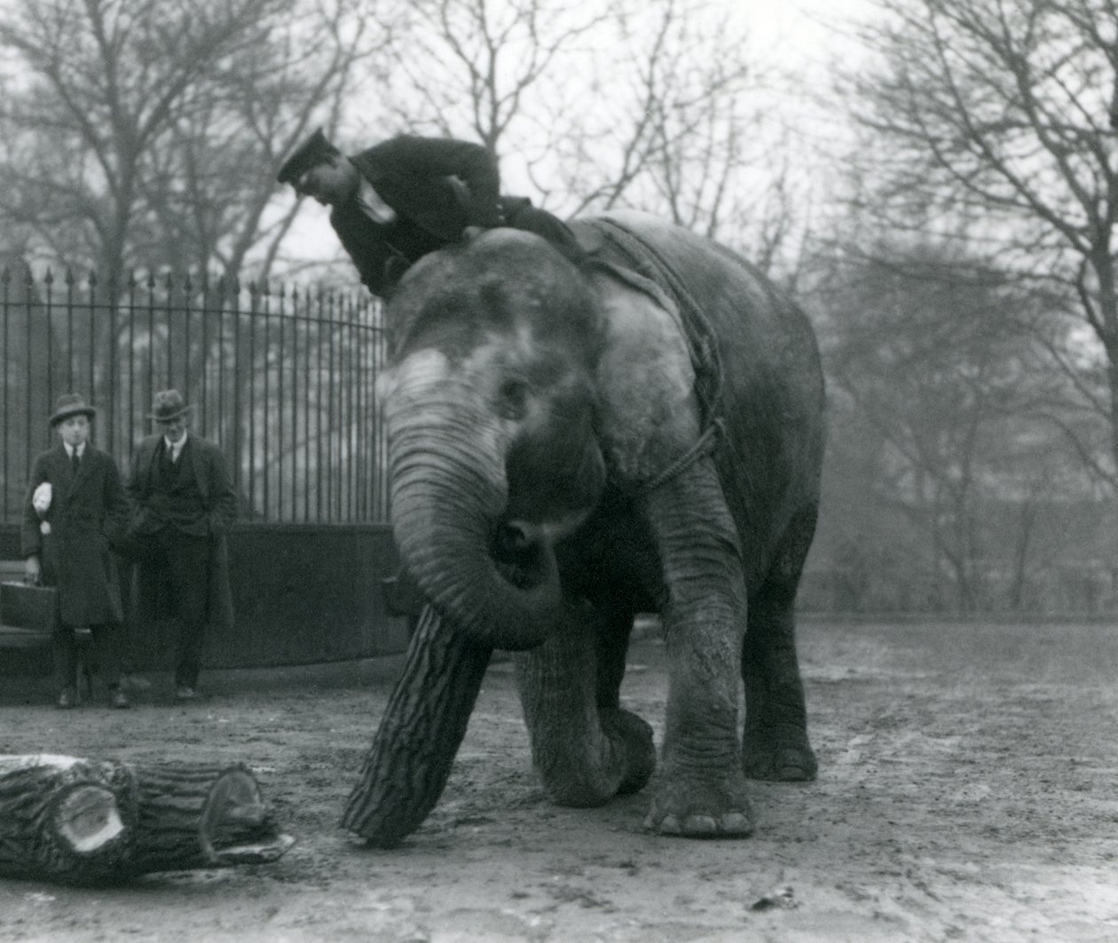 Elefante asiático fêmea, 