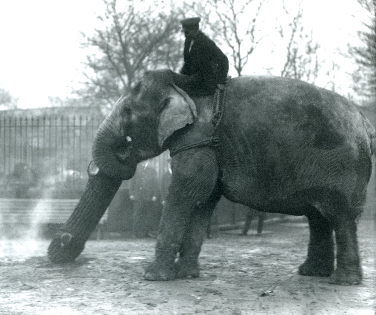 Elefante asiático feminino, Indiarani, movendo-se de madeira com seu tronco, enquanto seu keeper fica nas costas dela, dirigindo-a, London Zoo, 1925 de Frederick William Bond