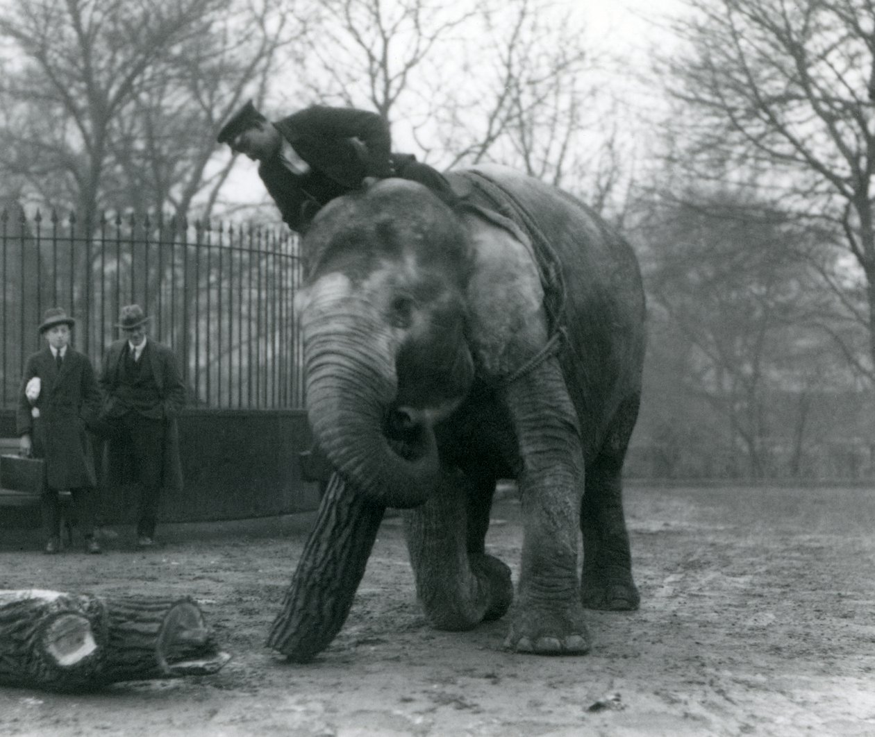 Elefante asiático feminino, Indiarani, movendo-se madeira com seu tronco, enquanto seu guarda fica de costas para ela e outras duas pessoas olham, Londres Zoo, 1925 de Frederick William Bond
