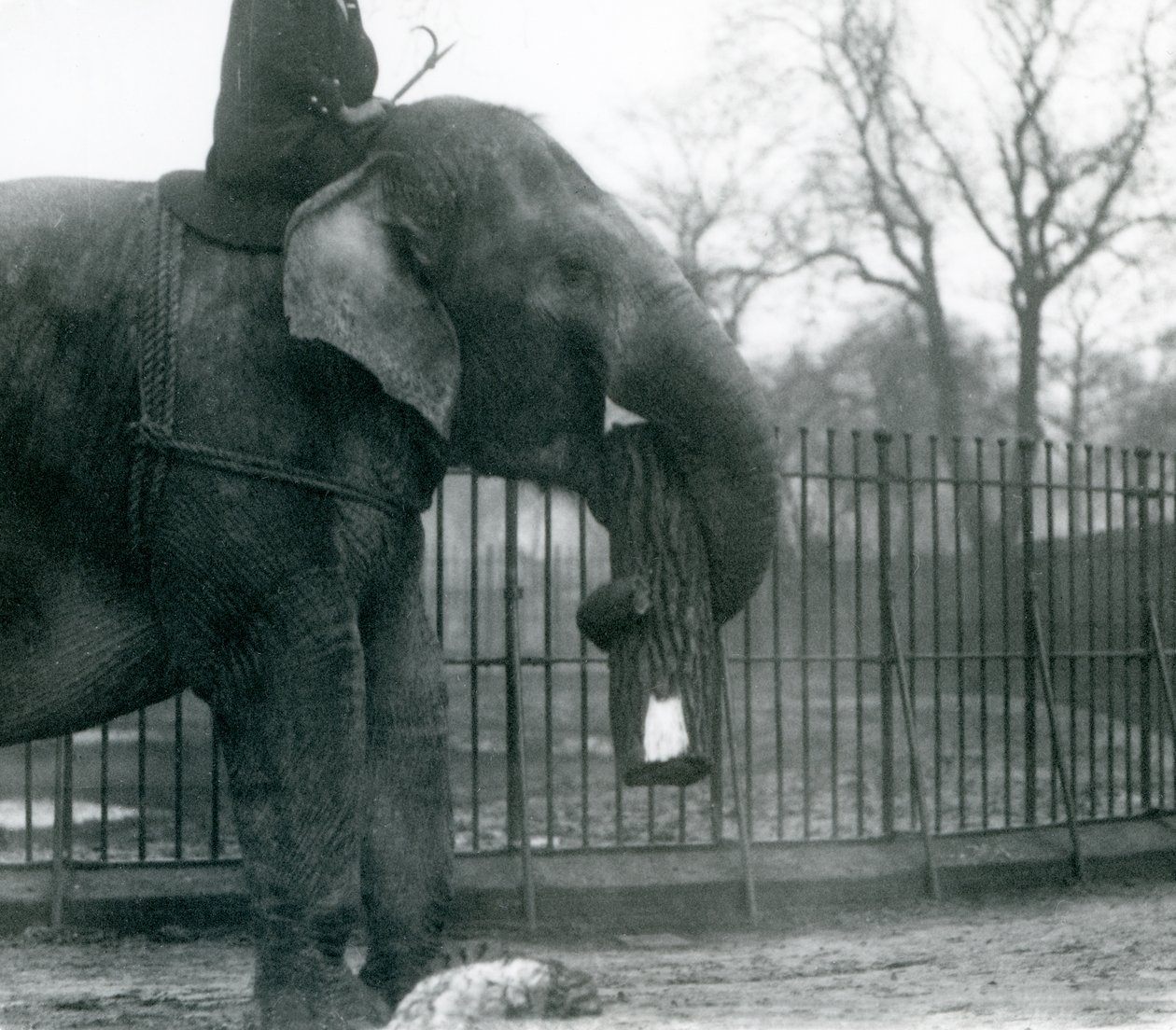 Elefante asiático feminino, Indiarani, movendo-se de madeira com seu tronco, enquanto seu keeper fica nas costas dela, dirigindo-a, London Zoo, 1925 de Frederick William Bond