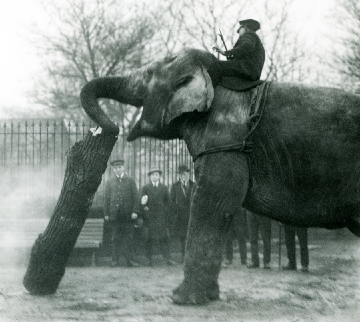 Elefante asiático feminino, Indiarani, movendo-se de madeira com seu tronco, enquanto seu keeper fica nas costas dela, dirigindo-a, London Zoo, 1925 de Frederick William Bond