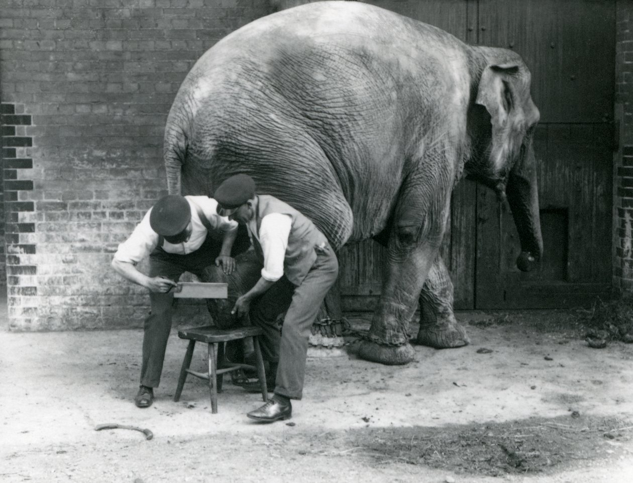 Fêmea asiática elefante Sundermalah ter seus pés aparados por seus guardiões no zoológico de Londres, de agosto de 1926 de Frederick William Bond