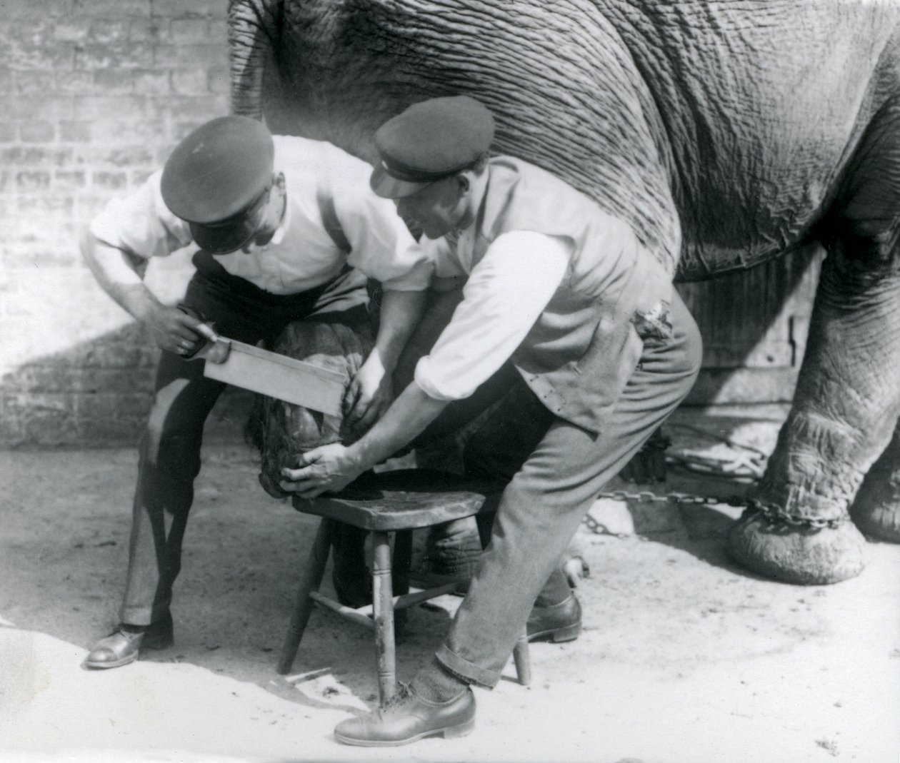 Fêmea asiática elefante Sundermalah ter seus pés aparados por seus guardiões no zoológico de Londres, de agosto de 1926 de Frederick William Bond
