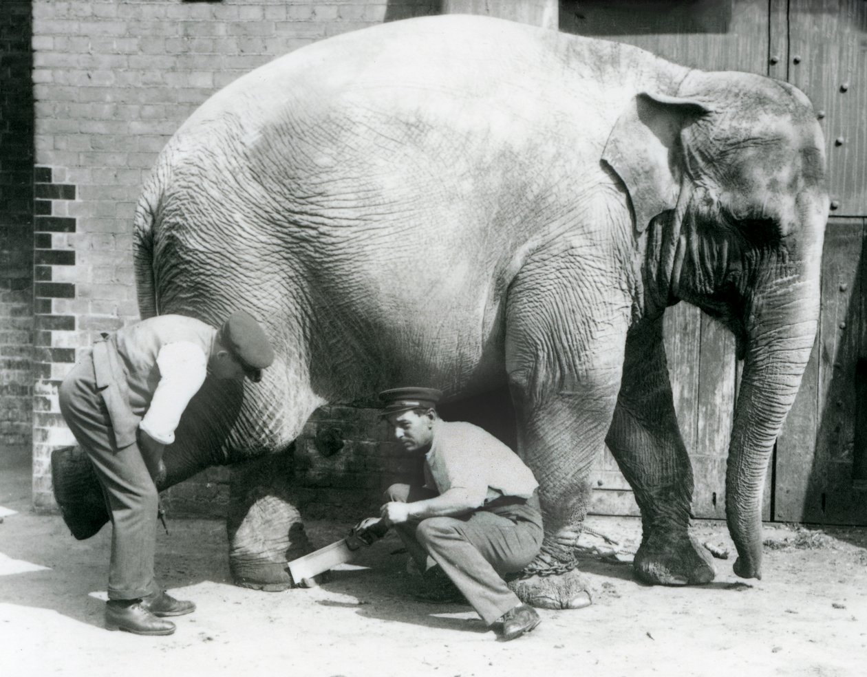 Fêmea asiática elefante Sundermalah ter seus pés aparados por seus guardiões no zoológico de Londres, de agosto de 1926 de Frederick William Bond